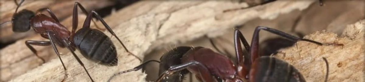 Close-up of ants on wood showing an active ant infestation in Duluth, MN