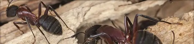 Close-up of ants on wood showing an active ant infestation in Duluth, MN
