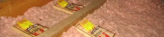 Mouse traps placed in an attic for rodent control in Duluth, MN