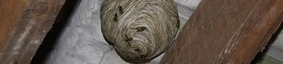 Wasp nest in an attic space, a common home infestation risk in Duluth, MN
