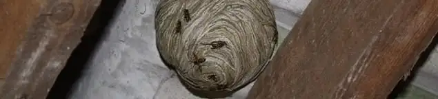 Wasp nest in an attic space, a common home infestation risk in Duluth, MN