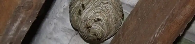 Wasp nest in an attic space, a common home infestation risk in Duluth, MN