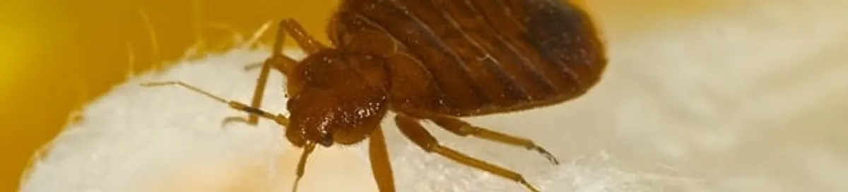 Close-up of a bed bug, a sign of an active infestation in Duluth, MN