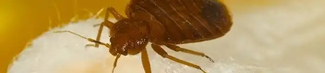 Close-up of a bed bug, a sign of an active infestation in Duluth, MN
