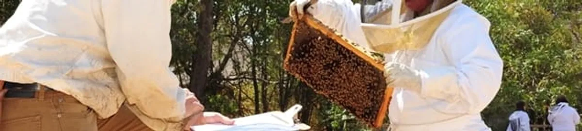 Bee removal specialists relocating a hive and honeycomb safely in Duluth, MN