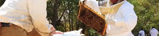 Bee removal specialists relocating a hive and honeycomb safely in Duluth, MN