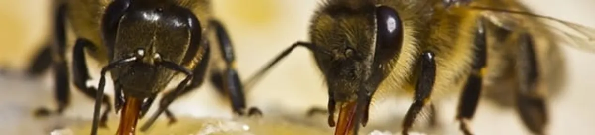 Close-up of honey bees, a sign of a nearby hive in Duluth, MN