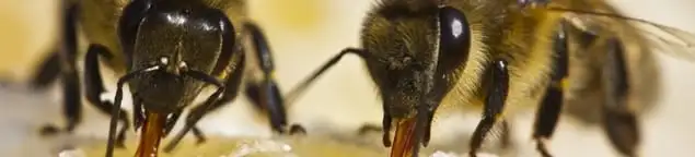 Close-up of honey bees, a sign of a nearby hive in Duluth, MN