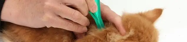 Flea treatment for pets using a flea comb, a sign of flea problems in Duluth, MN