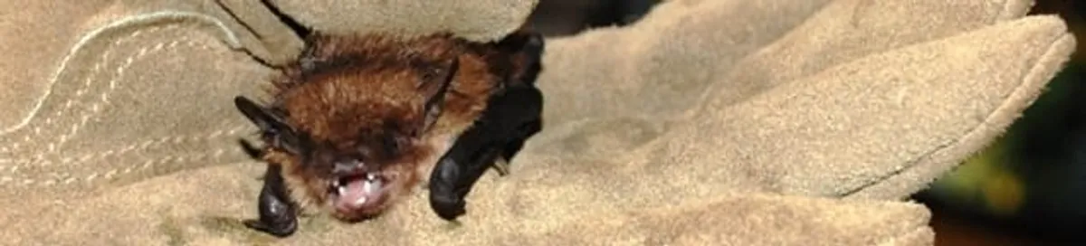Bat removal specialist holding a bat safely during humane exclusion in Duluth, MN