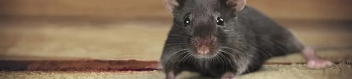 Mouse indoors, a common sign of a rodent infestation in Duluth, MN