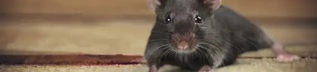 Mouse indoors, a common sign of a rodent infestation in Duluth, MN