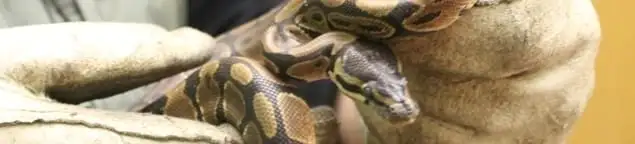 Snake removal specialist safely handling a snake with protective gloves in Duluth, MN