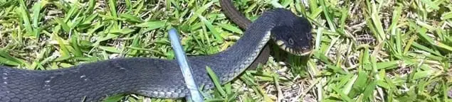 Snake in a yard, a common sign of a snake problem near a home in Duluth, MN