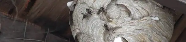 Close-up of a wasp nest with active wasps, a sign of an infestation in Duluth, MN