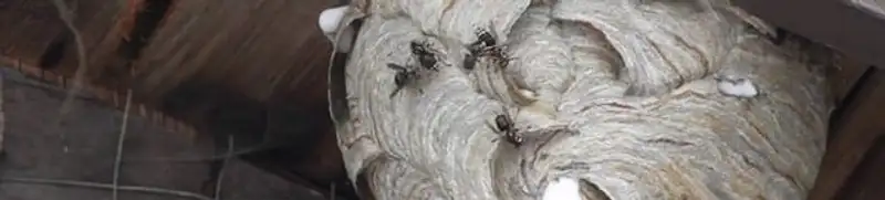 Close-up of a wasp nest with active wasps, a sign of an infestation in Duluth, MN
